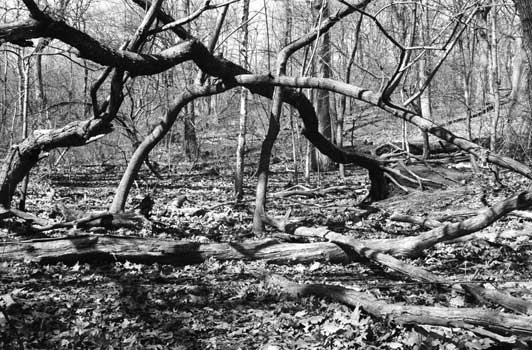 Photography art / New York City, Art Galleries, London, New York City, Hong Kong, Paris, Rome - Link