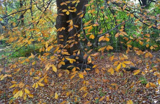 NYC F63-8, Photography art / New York City, Art Galleries, London, Hong Kong, Paris, Rome, Athens, Geneva - Link